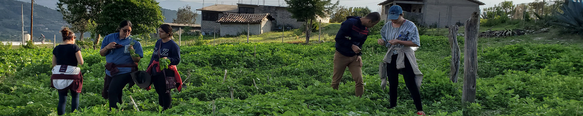 students in Oaxaca, Mexico picking vegetables in field
